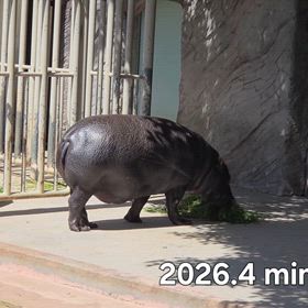 行って来 ました~東山動植物園vol.7 その１０ コビトカバの画像