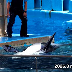 行って来ました~名古屋港水族館vol.8 その２ シャチ公開トレーニング12:30の回②の画像