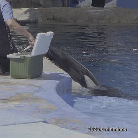 行って来ました~名古屋港水族館vol.8 その５ 公開トレーニング終了後のリンちゃんの画像