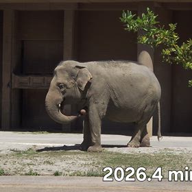 行って来ました~東山動植物園vol.7 その７ アジアゾウ2回目の画像