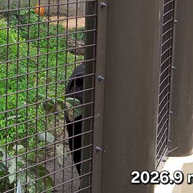行って来ました~東山動植物園vol.9 その１３ジャガーのマヤの画像