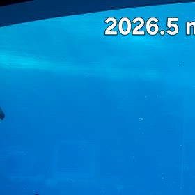 行って来ました~名古屋港水族館vol.7 その６ シャチプールの画像