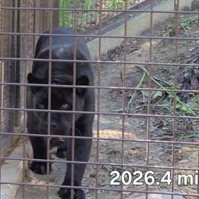 行って来ました~東山動植物園vol.7 その１１ ジャガーの画像