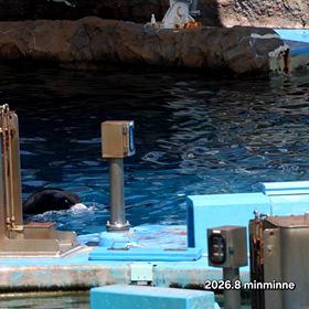 行って来ました~名古屋港水族館vol.8 その４ シャチ公開トレーニング14:00の回の画像