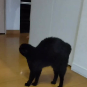初めて怒った猫の画像