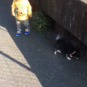 犬のお散歩の画像