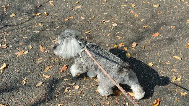 久しぶりの公園の記事動画