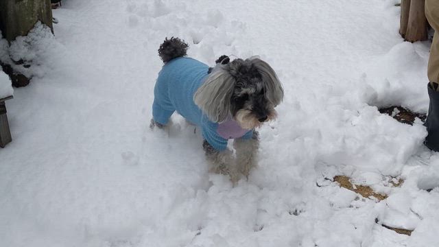 雪の1日楽しかったの記事動画