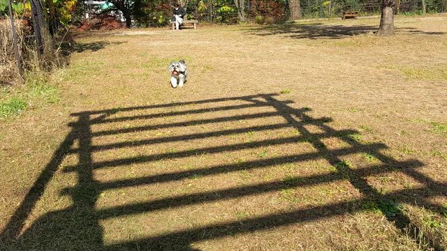 モナの好きなドッグランの記事動画