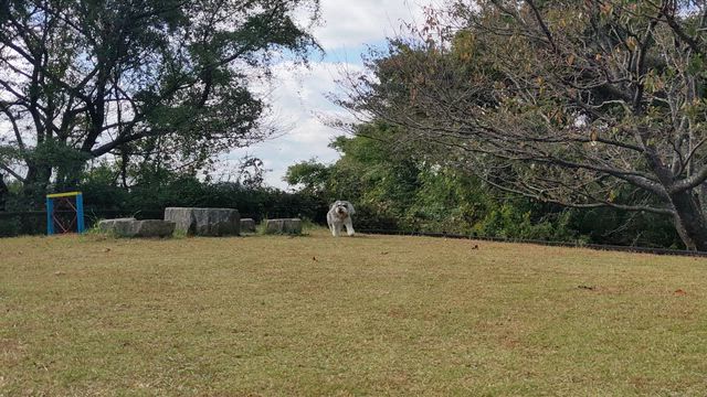ドッグランの記事動画
