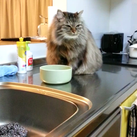 お湯を飲む猫♡の画像