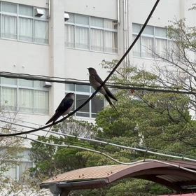 会話？ すわろうの画像