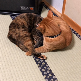 干しカマからの毛づくろいの画像