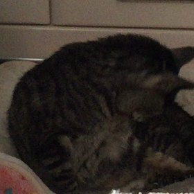 愛猫 その後の画像