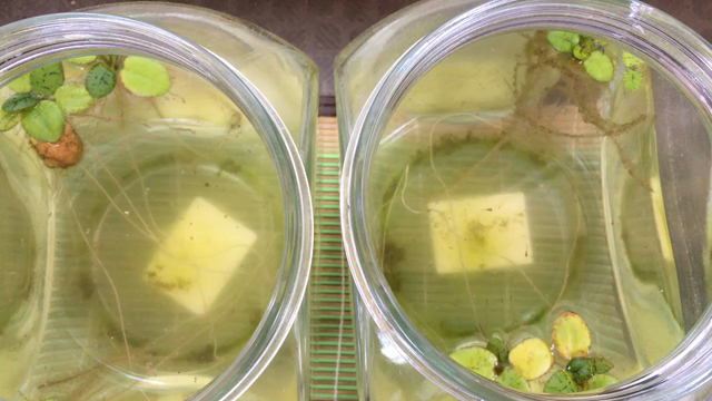 メダカの赤ちゃんの記事動画