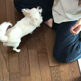 はなの画像