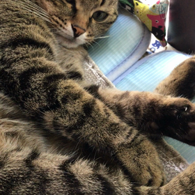 どんの画像