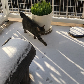 初めての雪の画像