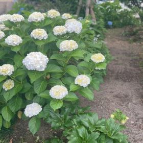 3年目にして完成した紫陽花の庭の画像
