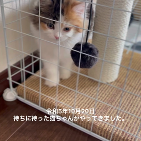 ペットショップの闇の画像