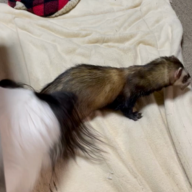 一緒に遊べるようになりました✨の画像