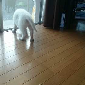 ラテちゃん、皆と顔合わせ(*´∀｀*)の画像
