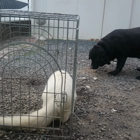 犬もモンフーが好きなのね(x_x)の画像