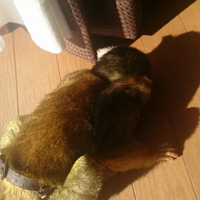 病気チェックの画像