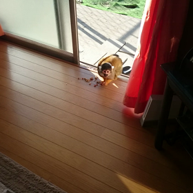 会話成立？の画像