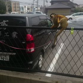 これはカラスの威嚇？の画像
