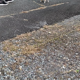 初めてのお散歩のうど君の画像
