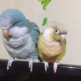 ごまかすーーーー！の画像