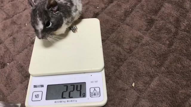 第303/304週 体重測定 その2の記事動画