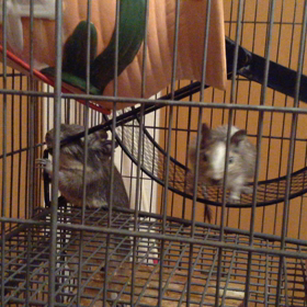 お正月だから？の画像