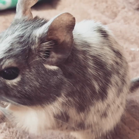 おやつ中の画像