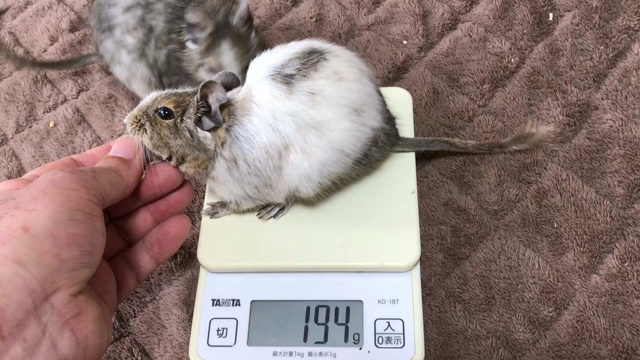 第303/304週 体重測定 その3の記事動画