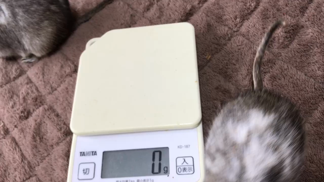 第303/304週 体重測定 その3の記事動画