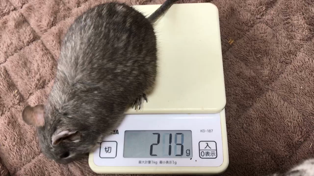 第303/304週 体重測定 その2の記事動画