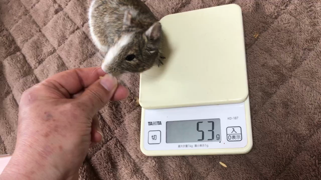 第303/304週 体重測定 その2の記事動画