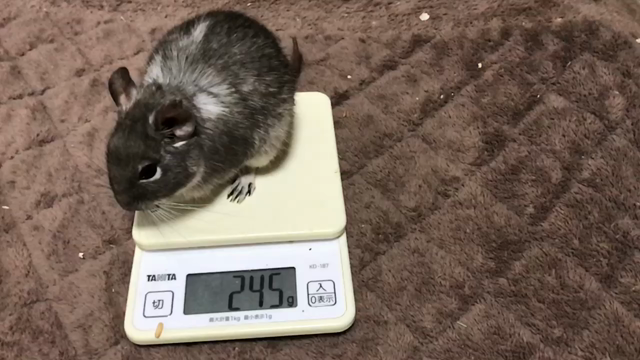 第303/304週 体重測定 その3の記事動画