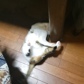 にゃんこのポールダンス？の画像
