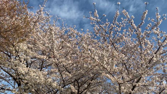 桜満開の記事動画