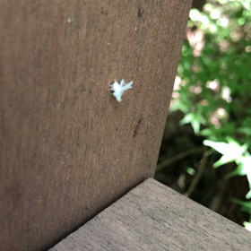 散歩の画像