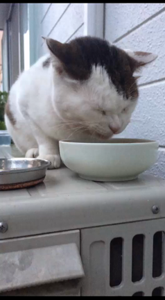 地域猫　　ジローくんの記事動画