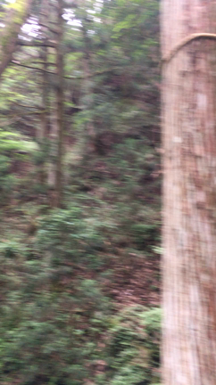 滝神社の動画(o^^o)の記事動画