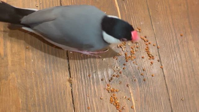 月一のメンテナンスデーの記事動画