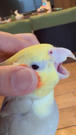 オェオェきなこ（笑）の記事動画