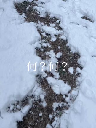 H&amp;Mの掘り出し物で雪のひ対策コーデ♫の記事動画