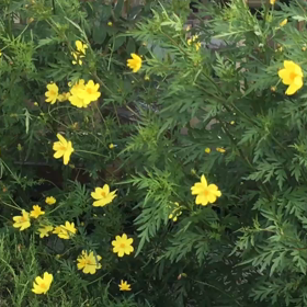 　黄色いコスモスの画像