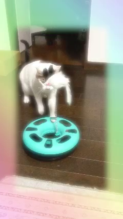 まるまる、覚えてるかニャー？の記事動画